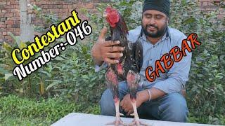 Contestant Number:-046 for
Top 10 Aseel in 2019
