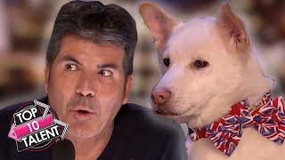 TOP 10 SMARTEST DOG Auditions On Britain And America's Got Talent!