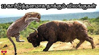 முரட்டுத்தனமான 10 விலங்குகள் | top most aggressive animals in the world | Story Bytes Tamil | SBT