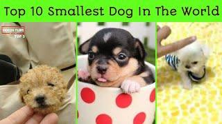 Top 10 Smallest Dog Breeds In The World | smallest Dog in the world | World's smallest Dog