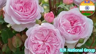 Top 10 beautiful flowers Rose By S.R National Group