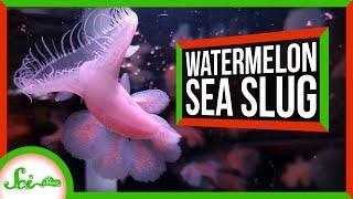 These Horrifying Sea Slugs Smell Like Watermelon Candies