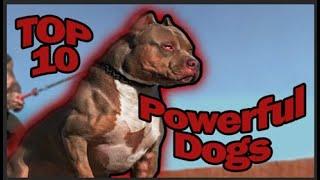 The TOP 10 most powerful dogs in the world  NUMBER 1 WILL SURPRISE YOU!!