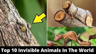 Top 10 Invisible Animals In The World | 10 Top Information