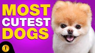 TOP 10 MOST CUTEST DOG BREEDS