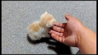 Cute And Funny Pets  Try Not To Laugh To These Pets Compilation 2021