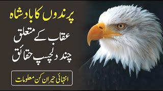 Eagle Facts In Urdu | Information Of Eagle | Top 10 Facts About Bald Eagle | Uqab Ki Zindagi