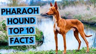 Pharaoh Hound - TOP 10 Interesting Facts