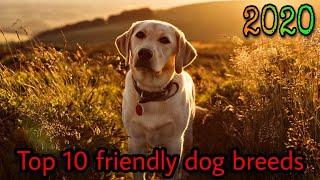 Top 10 friendly dog breeds in the world || 2020 || Man & Pet.