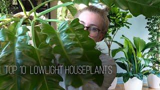 Top 10 Low Light Houseplants! Tips and Tricks To Brighten Up Your Dark Corners!