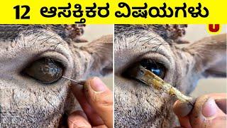 Top 12 Interesting And Amazing Facts In Kannada | Unknown Facts | Episode 41 | InFact Kannada