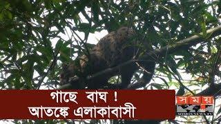 গাছে বাঘ, আতঙ্কে এলাকাবাসী ! | Tiger in Resident Area | Somoy TV