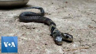 Rare Two Headed Snake Spotted in Eastern India