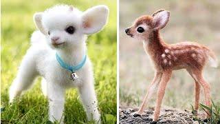 Top 10 Cute Animals In The World | Part-2