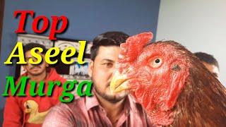 Top Aseel Quality Check( By Vijay 8572087800)