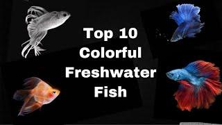 Top 10 most colorful fresh water fish