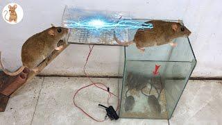 mouse traps from glass bottles / Best rice husk traps / Top water mouse trap