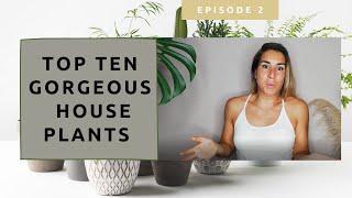 Top 10 House plants