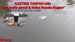 UMPAN KILLER CASTING TARPON || TOP WATER EXPLOSION