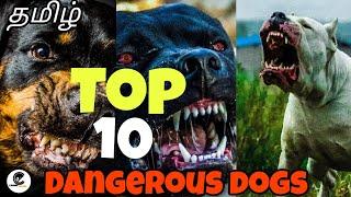 Top 10 ஆபத்தான நாய்கள் | dangerous dogs that you should fear some | canine empire