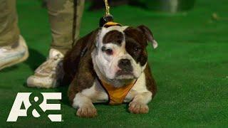 Team Minion is BACK to Compete in Competition Finals | America's Top Dog (Season 1) | A&E