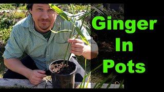 Growing The Best Ginger In Pots Or Containers In 2020 - Part 1 of 2