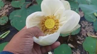 Mystery of the White Lotus Pond | සුදු නෙළුම් පොකුණේ සැගවුනු රහස් | Great Ideas