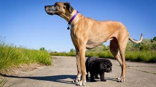 Top 10  Biggest Dogs On Planet Earth!
