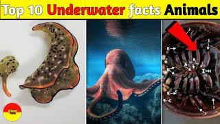 Top 10 Underwater facts Animals 