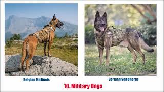 Top 10 service dogs