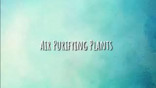 Top 10 air purifying plants✨