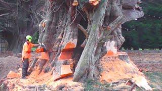 Top 10 Dangerous Tree Felling With Chainsaw ! Idiots Tree Falling Skills Fails