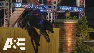 America’s Top Dog: Walk Through the Obstacle Course with a Dog Safety Expert! (Season 1) | A&E