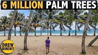 6 MILLION PALM TREES 