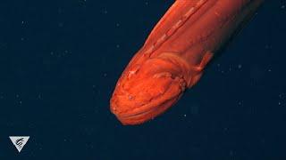 MBARI Top 10: A treasure trove of bizarre, interesting, and wondrous encounters in 2019