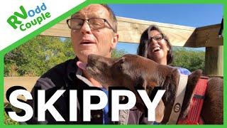 RV Life with Dogs~ RVing with Pets (Meet Skippy)