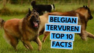 Belgian Tervuren - TOP 10 Interesting Facts