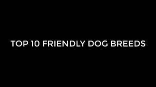 Top 10 home dogs
