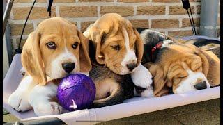 Beagle Puppies Growing up : 1-8 weeks! SUPER CUTE!