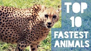 Top 10 Fastest Land Animals In The World | Cheetah Is the Fastest With 75 mph