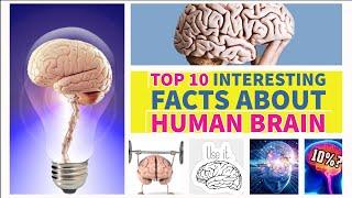 TOP 10 INTERESTING FACTS ABOUT  HUMAN BRAIN | ENGLISH | SCIENCE TEACHER