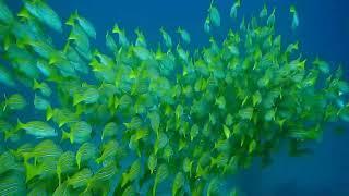 real life beautiful fishs in the water top 10 beautiful fishs||natural beauty AAA||