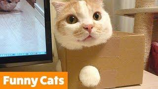 Funny Cat Bloopers and Reactions | Funny Pet Videos