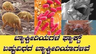 Top 10 Interesting Facts of bacteria What if danger problem of bactria | how to bacteria helps human