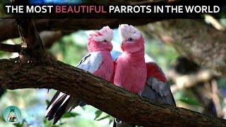 Top 10 Most Beautiful Parrots In The World