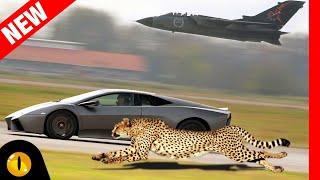 TOP 10 AMAZINGLY FASTEST ANIMALS