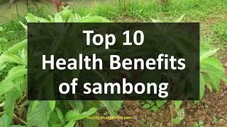 Top 10 Health Benefits of sambong