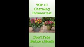 TOP 10 Charming Flowers that Don’t Fade Before a Month