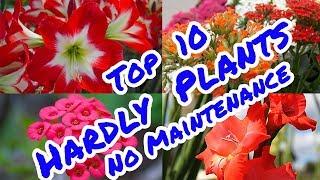 Top 10 Hardly  Plants  No  Maintenance # Galiff Street Plant Market ( Kokata )# No 1 Plant Market in