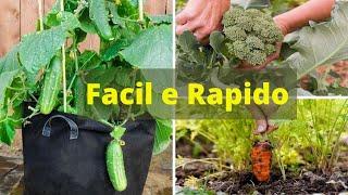 Top 10 vegetais rápidos para produzir e fáceis de cultivar